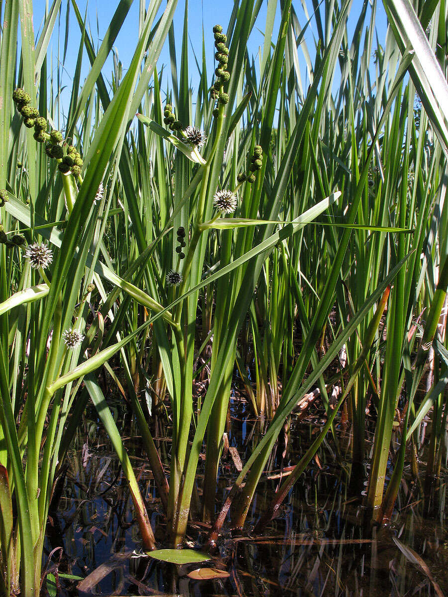 Image of Branched Bur-reed