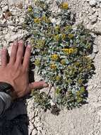 Image of Musinea ragwort