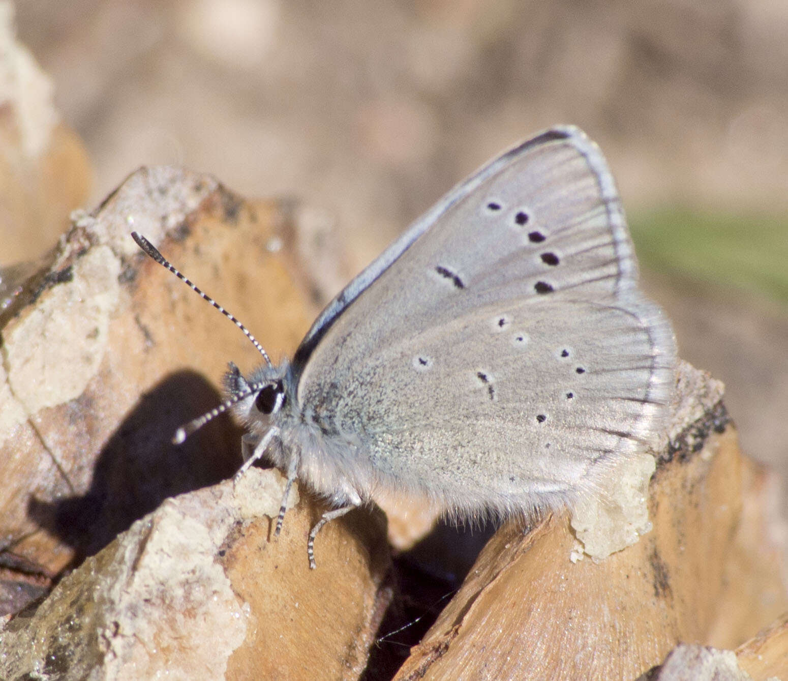 Image of Glaucopsyche lygdamus oro (Scudder 1876)