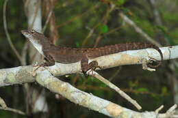 Image of Sagua de Tanamo  Anole