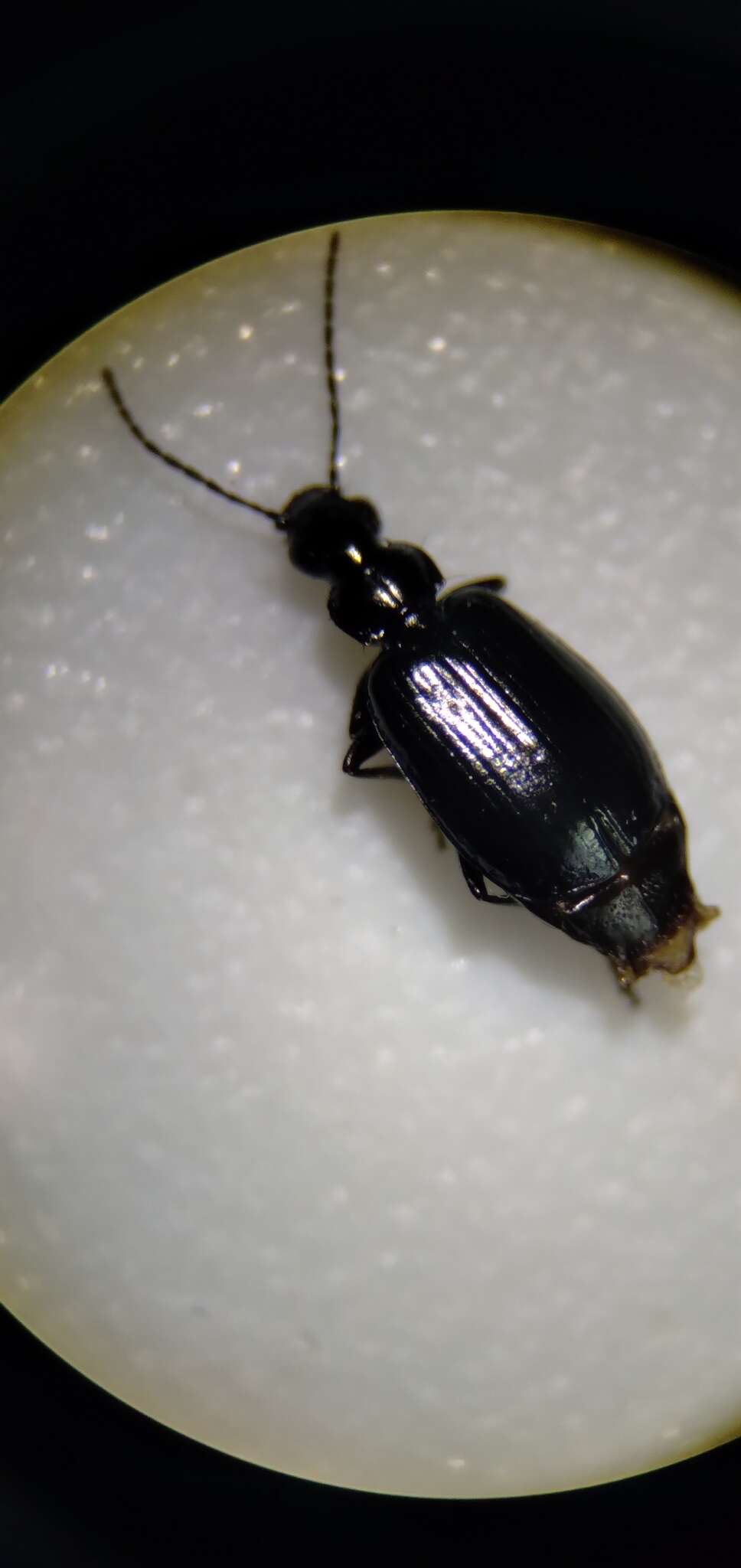 Image of Lebia (Lebia) moesta Le Conte 1850