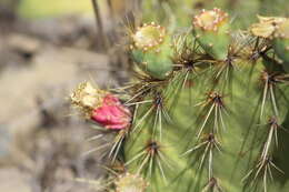 Image of Cactus-apple