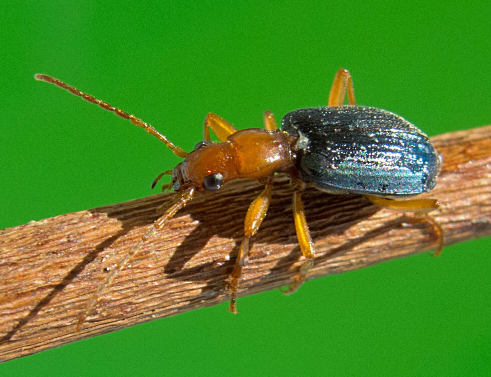 Imagem de Brachinus (Brachinus) ejaculans Fischer von Waldheim 1828