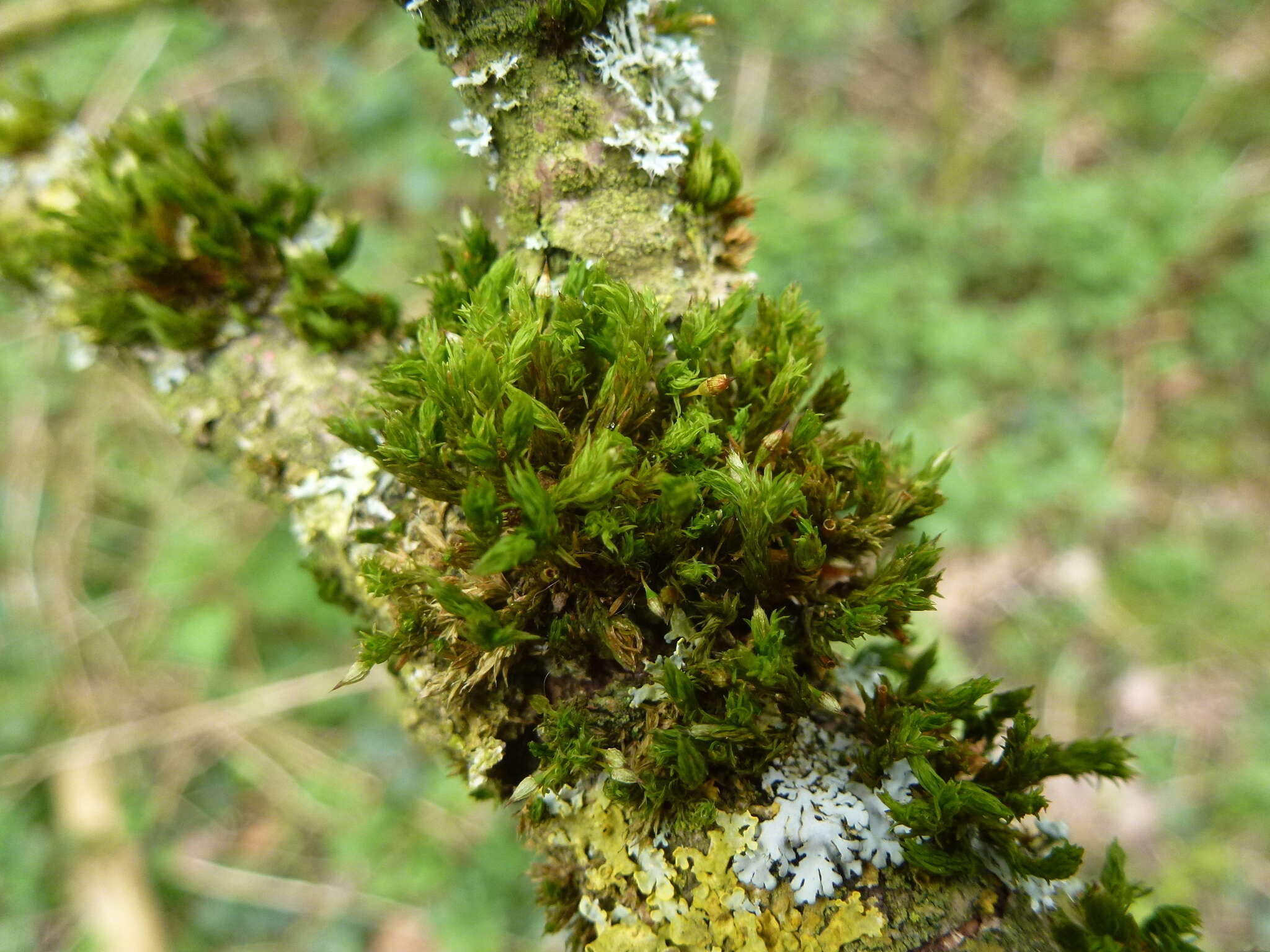 Image of orthotrichum moss