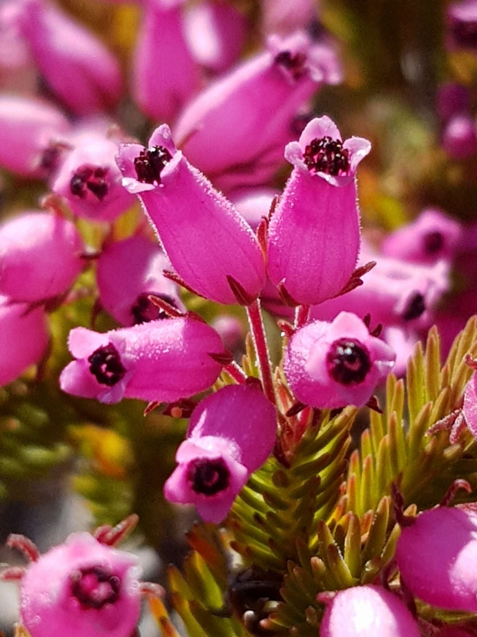 Imagem de Erica doliiformis Salisb.