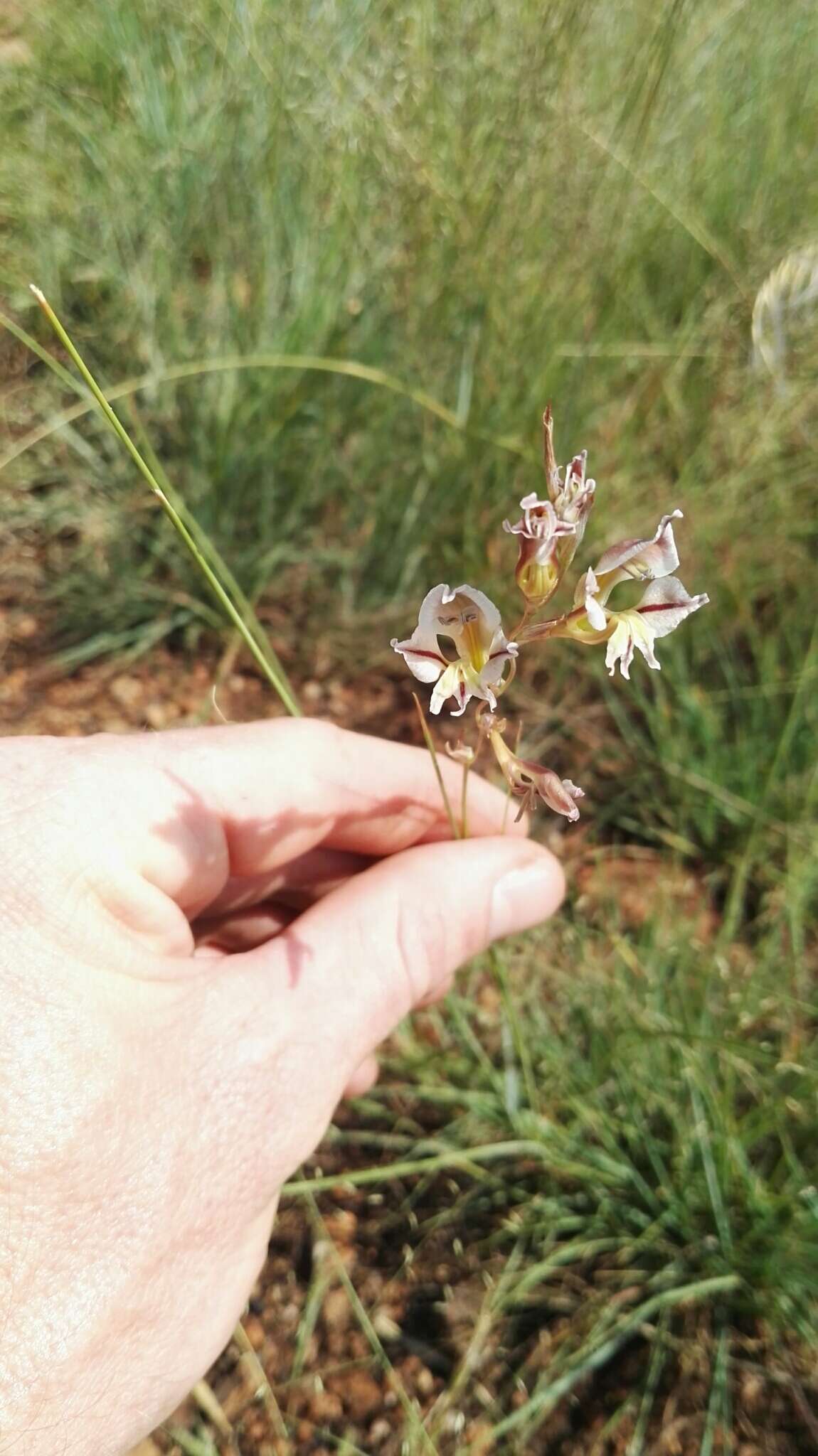 Imagem de Gladiolus permeabilis subsp. edulis (Burch. ex Ker Gawl.) Oberm.