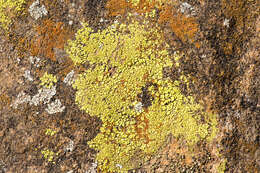 Image of orange lichen