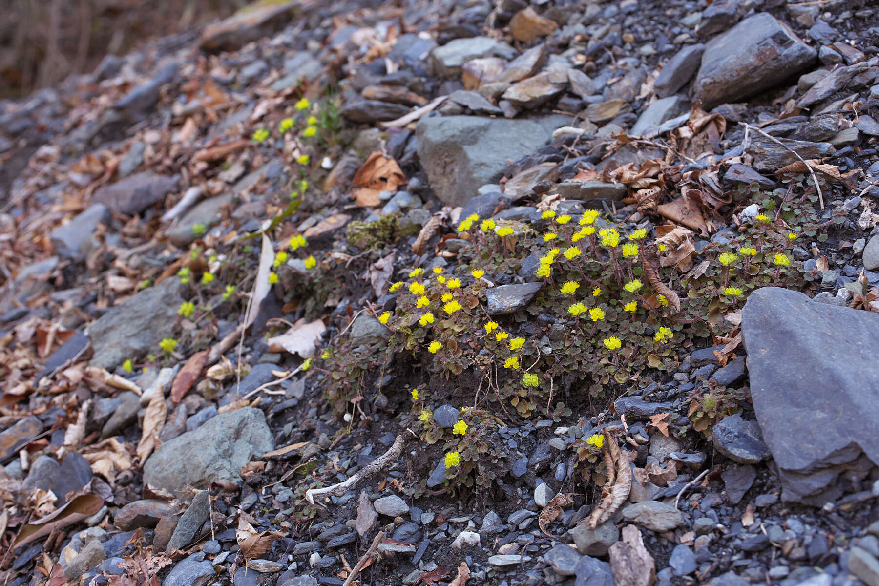 Image of Chrysosplenium album var. flavum Hara