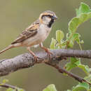 Image of Shelley's Sparrow