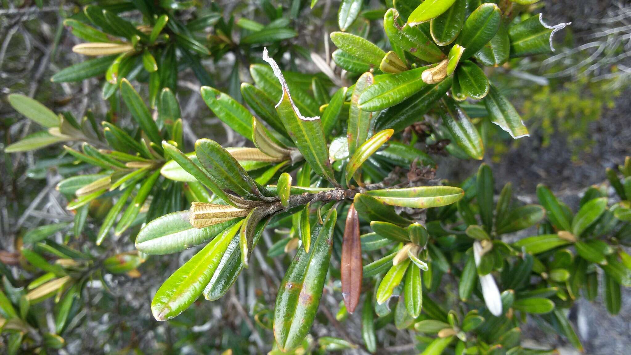 Image of Hibbertia coriacea Baill.