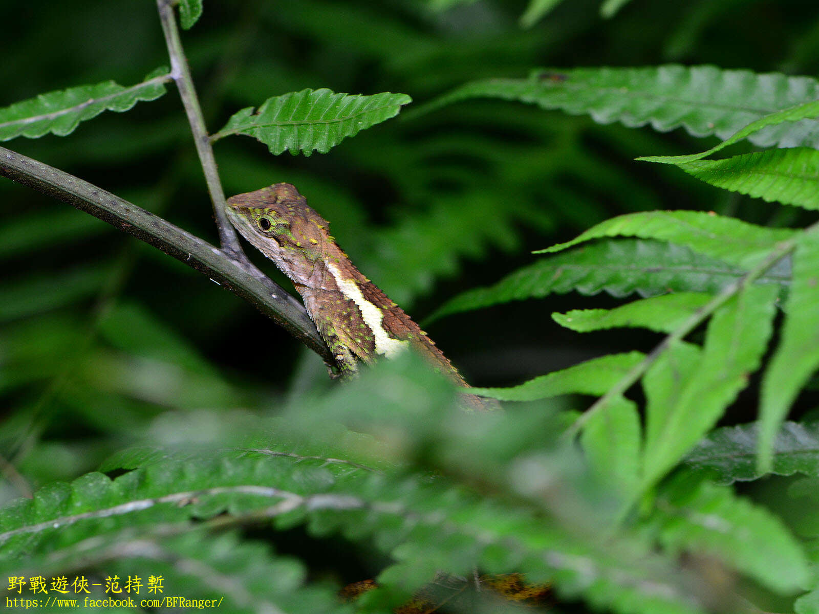 Image of Diploderma polygonatum xanthostomum (Ota 1991)