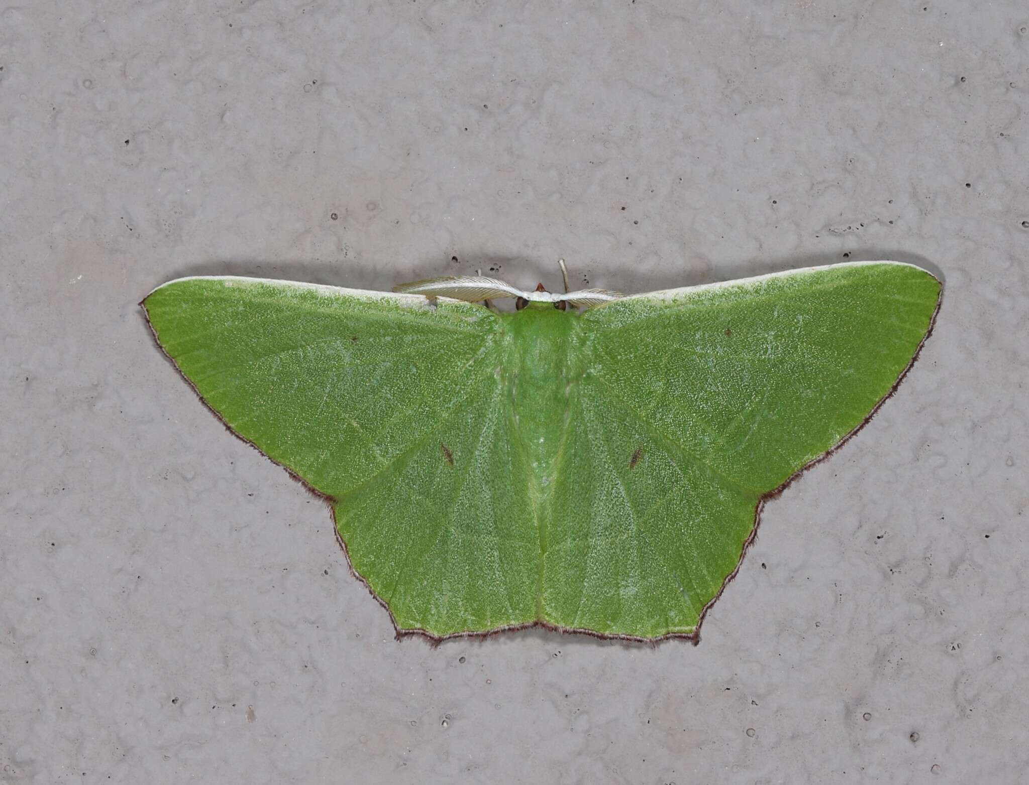 Sivun Chrysochloroma megaloptera Lower 1894 kuva