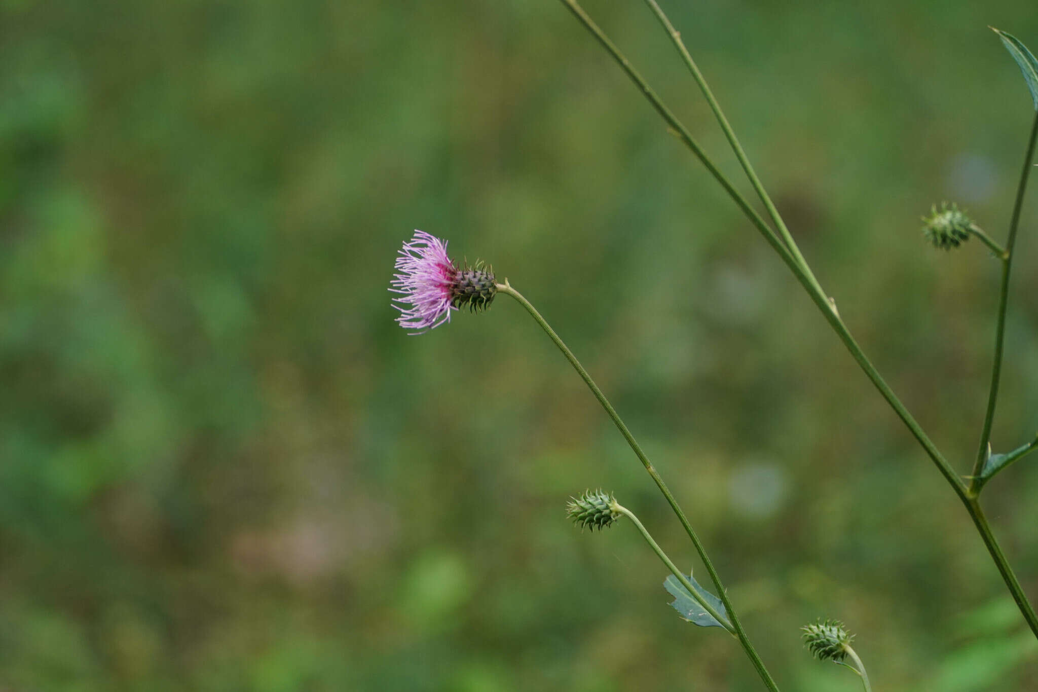 Imagem de Cirsium nipponicum var. incomptum (Maxim.) Y. Kadota