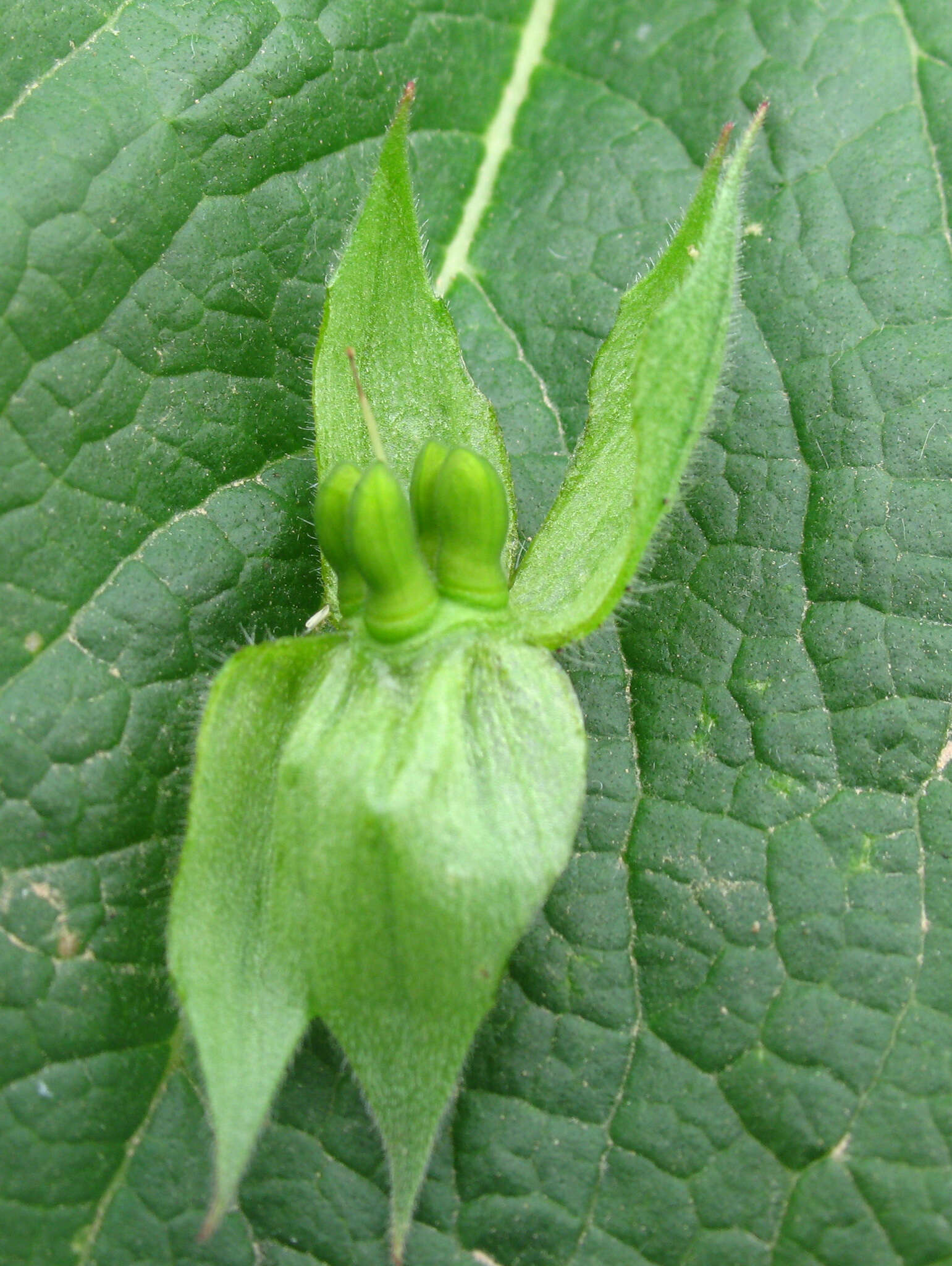 Image of rose monkswort