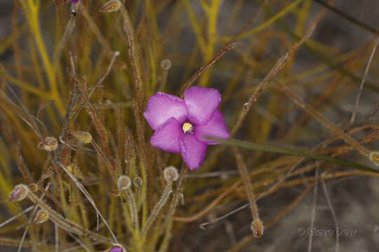 Image of Byblis lamellata Conran & Lowrie