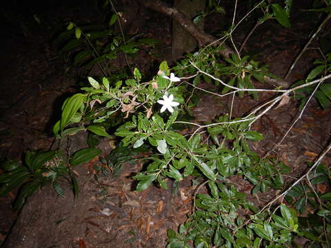 Imagem de Gardenia scabrella Puttock