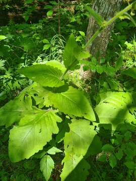 Image of Cirsium carniolicum Scop.