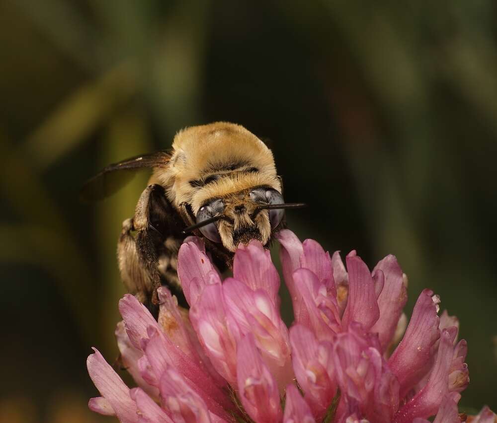 Sivun Anthophora montana Cresson 1869 kuva