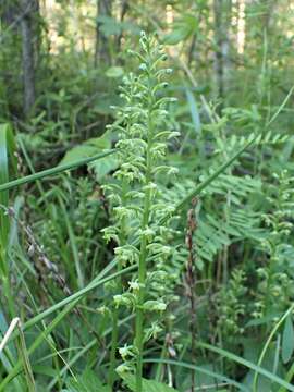 Image of Platanthera fuscescens (L.) Kraenzl.