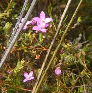 Image of Boronia filifolia F. Müll.