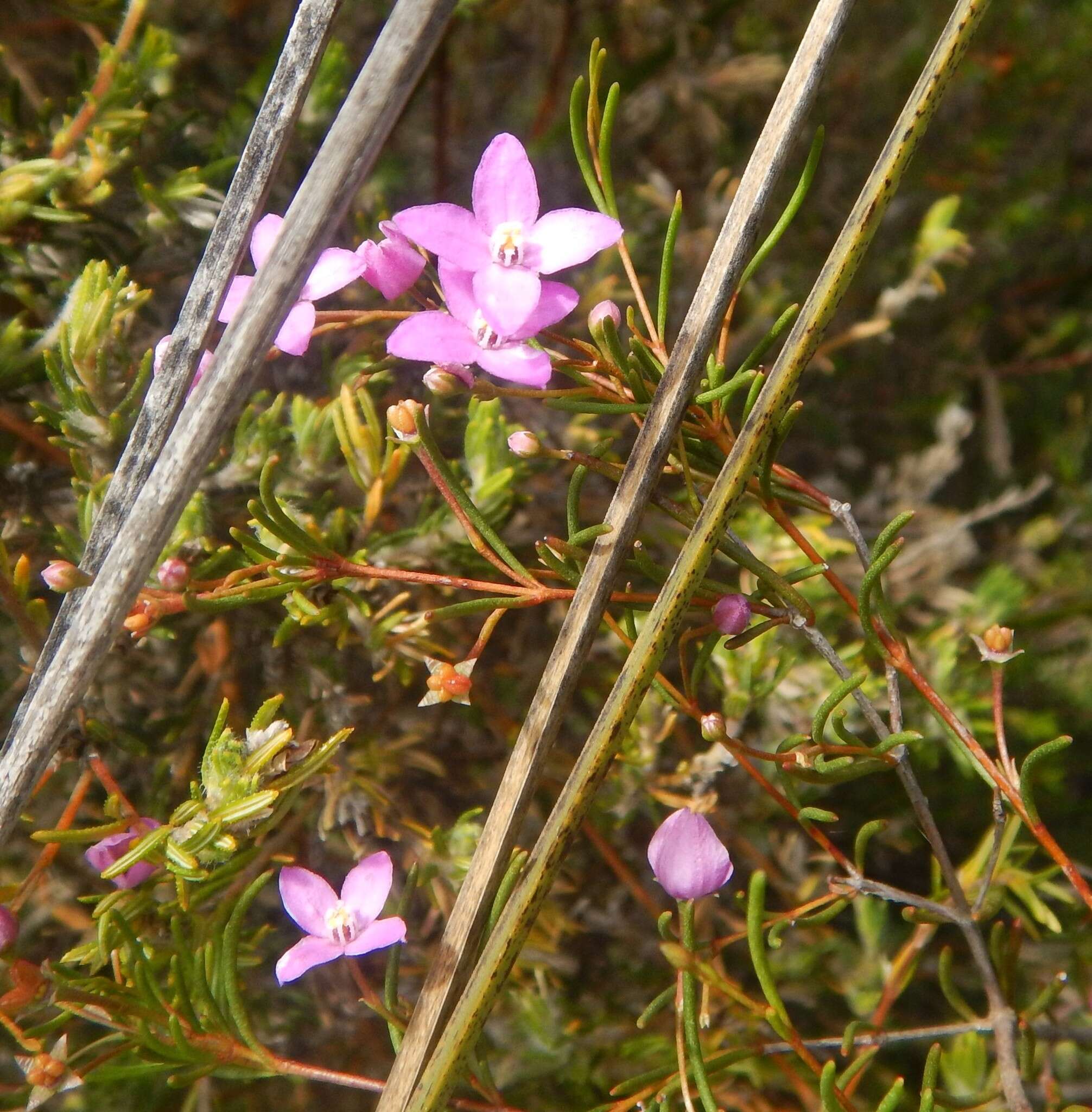 Image of Boronia filifolia F. Müll.