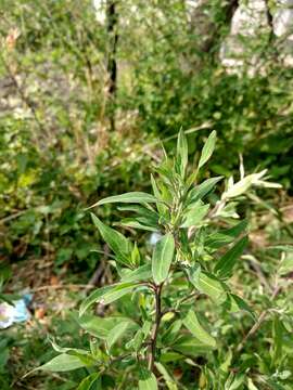 Plancia ëd Chenopodium strictum Roth