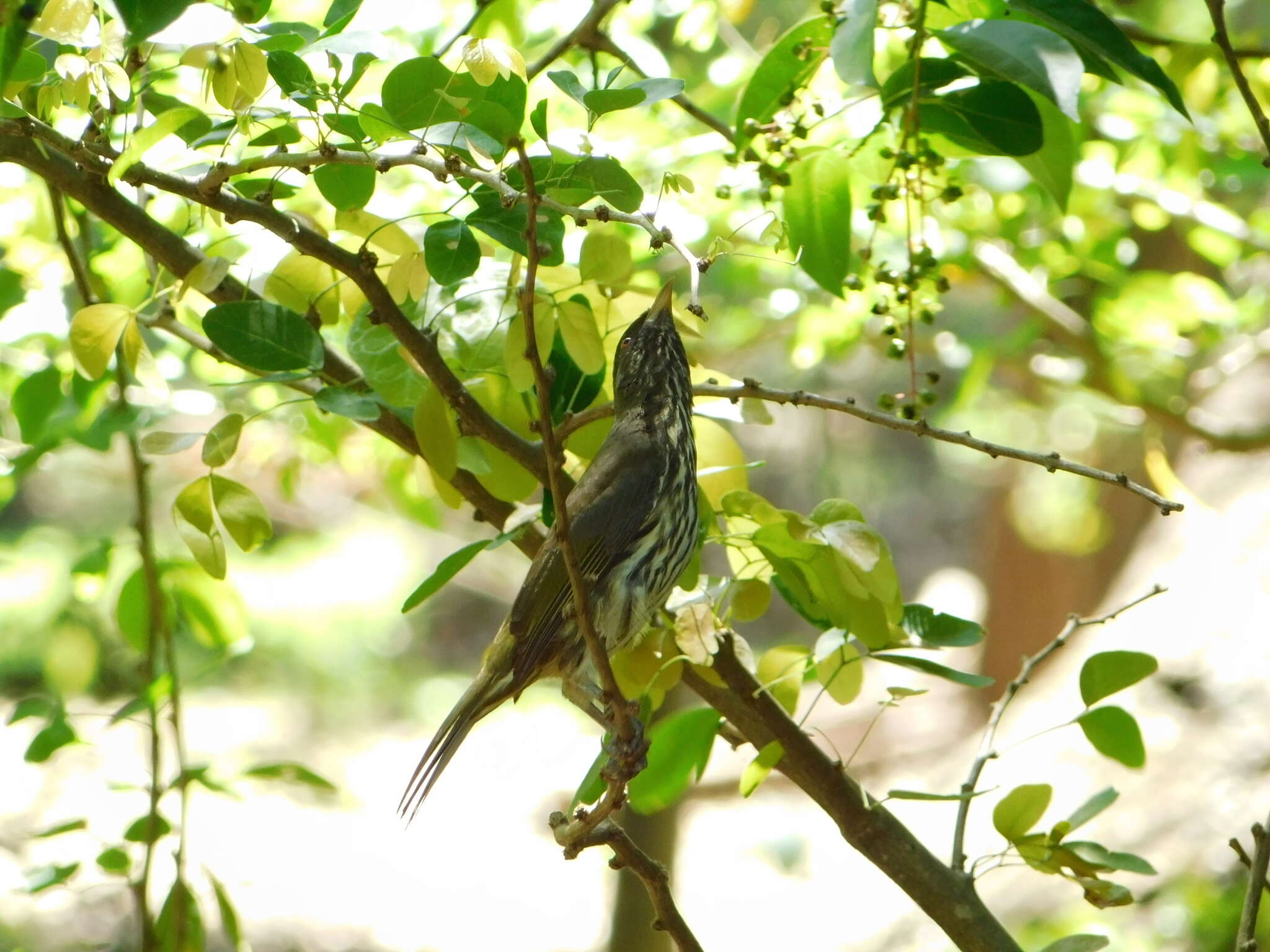 Image of palmchats