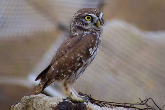 Image of Athene noctua indigena Brehm & CL 1855