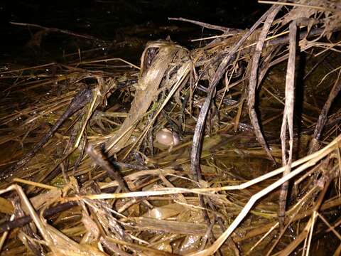 Image of Upland Chorus Frog