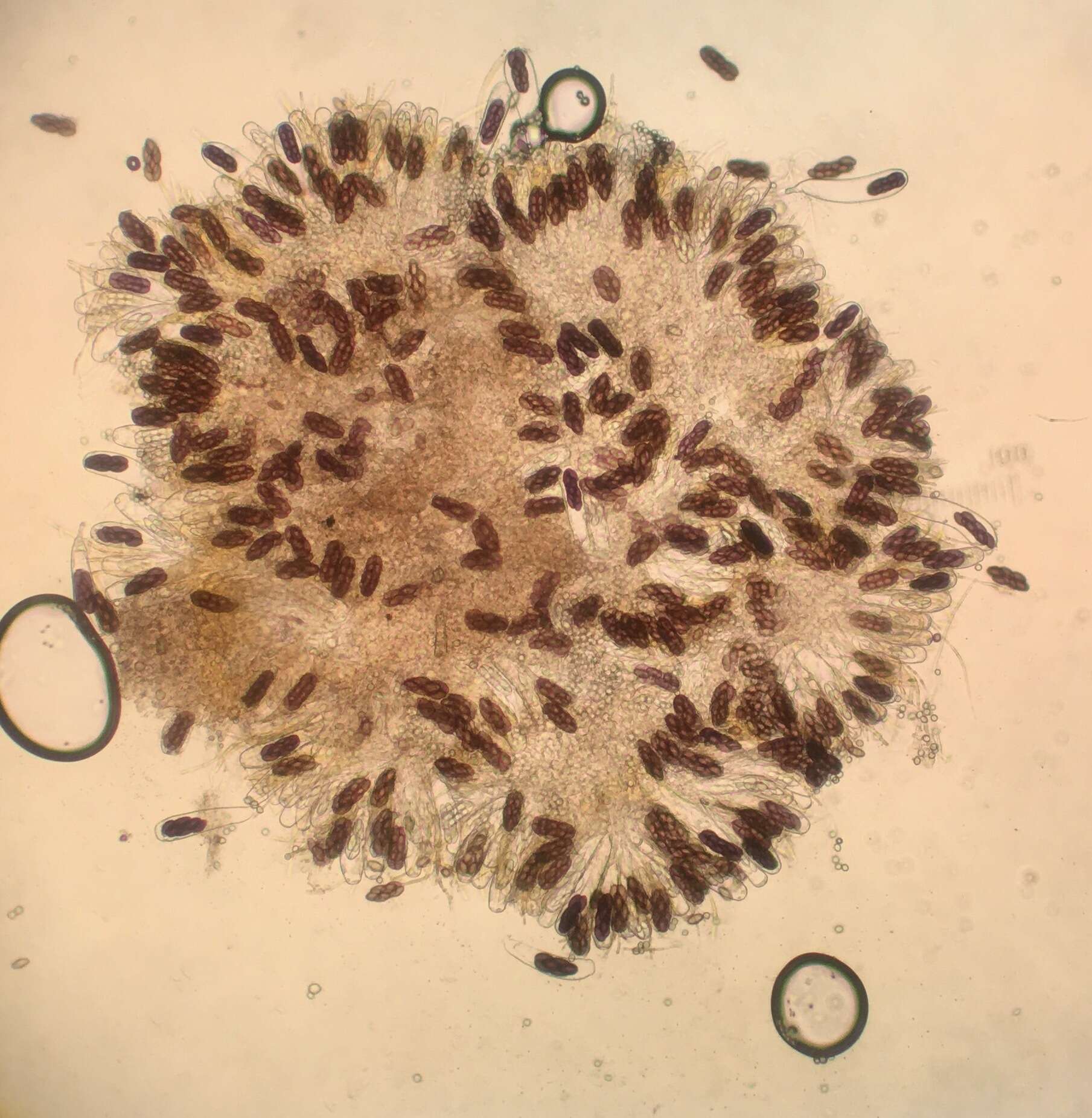 صورة Saccobolus citrinus Boud. & Torrend 1911