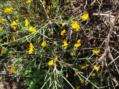 صورة Genista salzmannii DC.