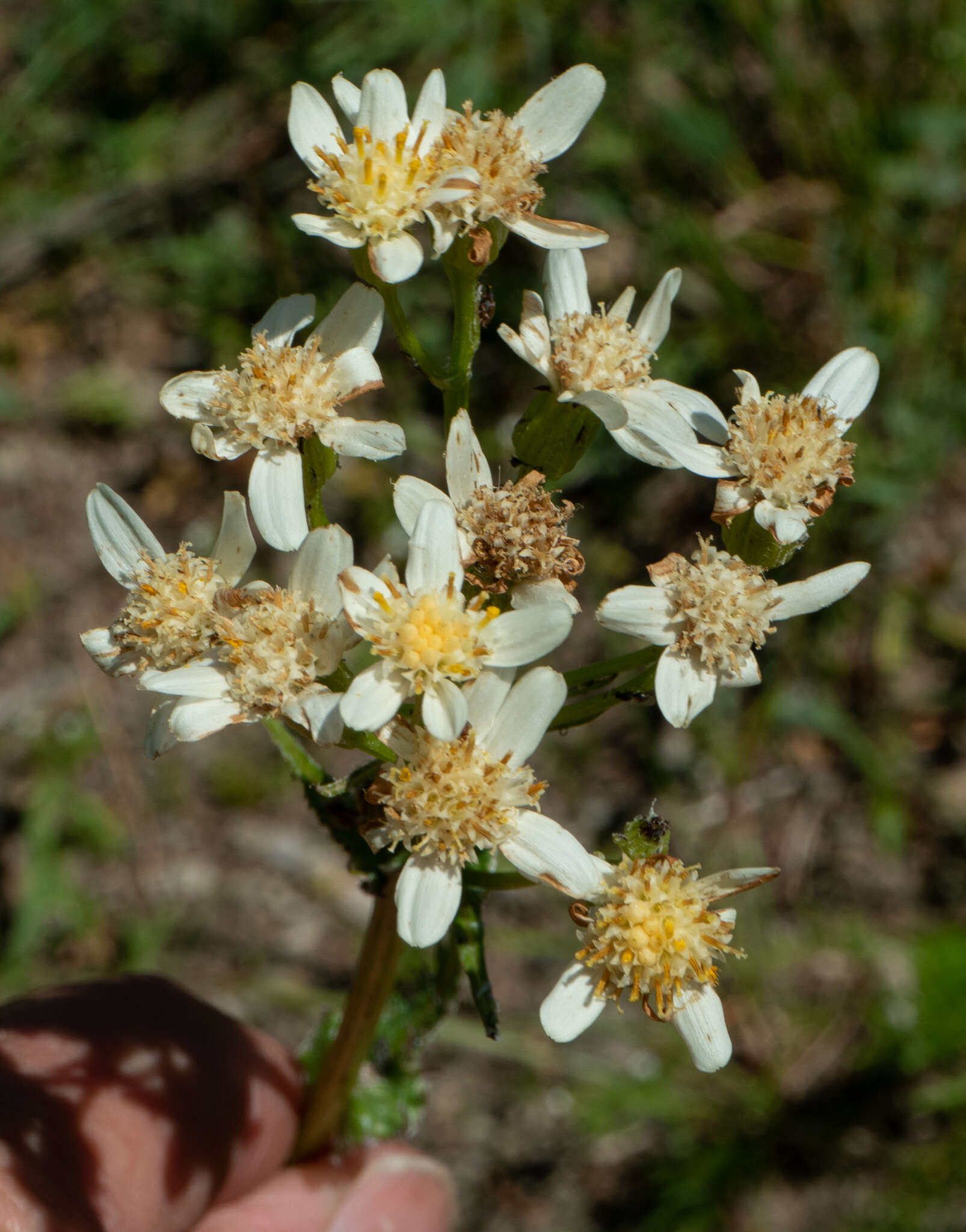 Image of paleyellow ragwort