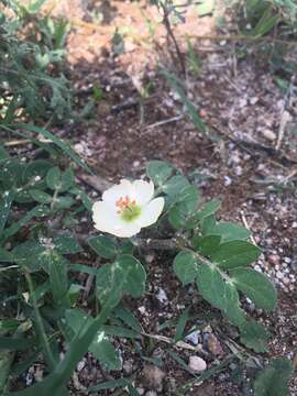 Image of Kallstroemia rosei Rydb.