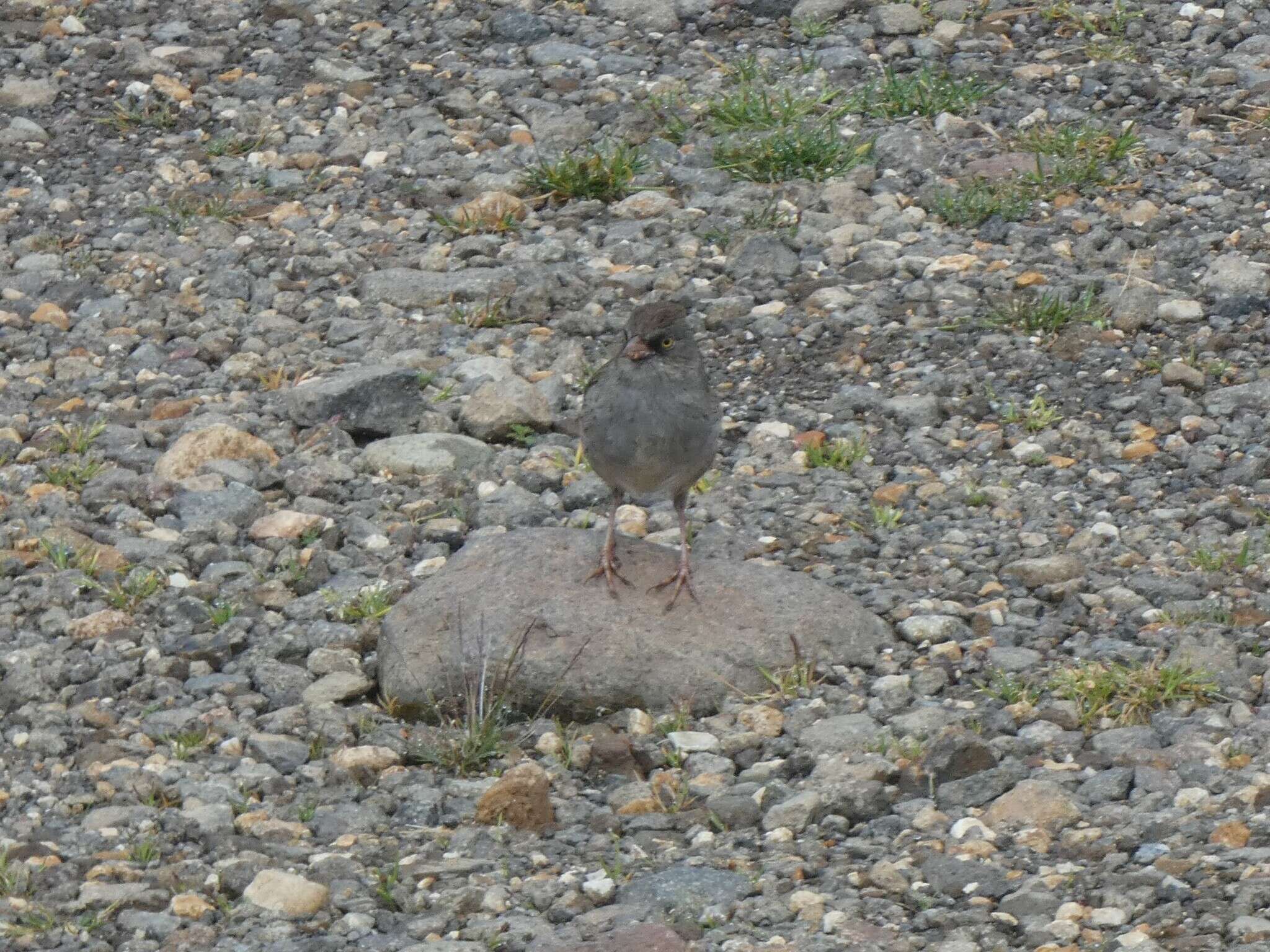 Image of Volcano Junco