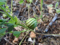 Image of snail medick