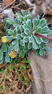 Image of Saxifraga cochlearis Rchb.