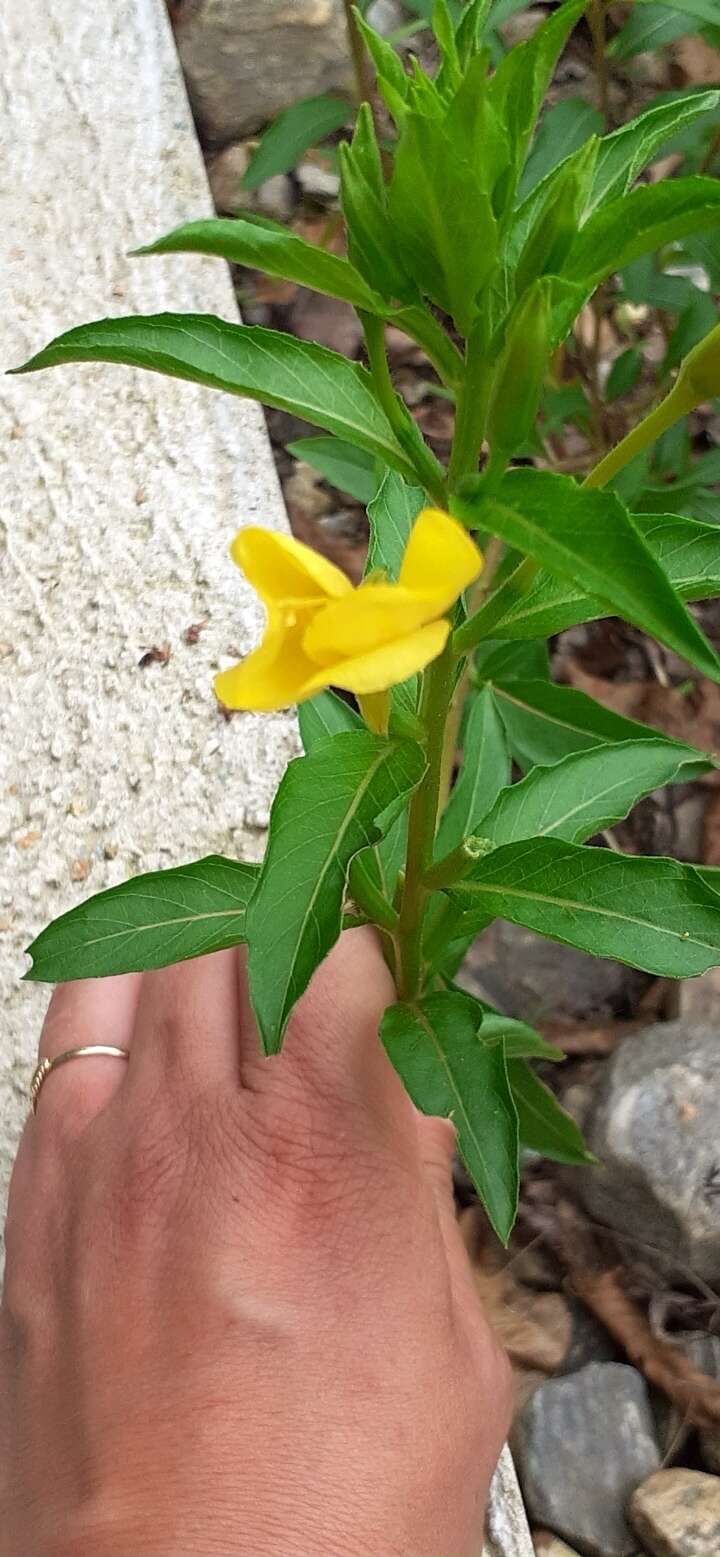 Image of common evening primrose