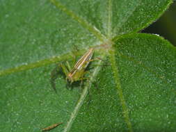 Image of Oxyopes macilentus L. Koch 1878