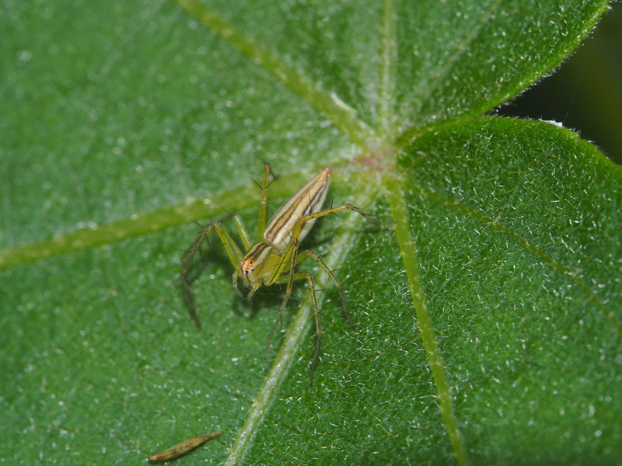 Image of Oxyopes macilentus L. Koch 1878