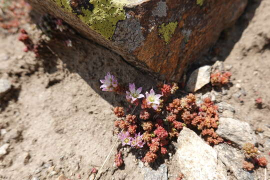 Imagem de Sedum candollei