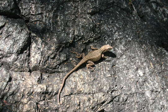 Image of Upland Long-tailed Spiny Lizard