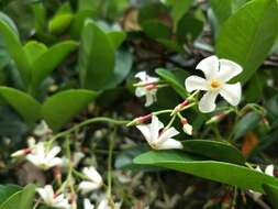 Image of Asiatic jasmine