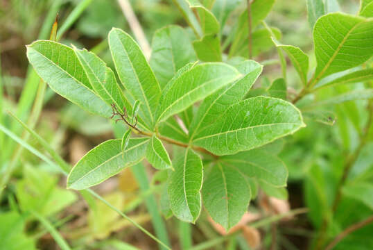 Image of Searsia harveyi (Moffett) Moffett