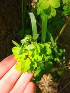 Слика од Thalictrum occidentale A. Gray