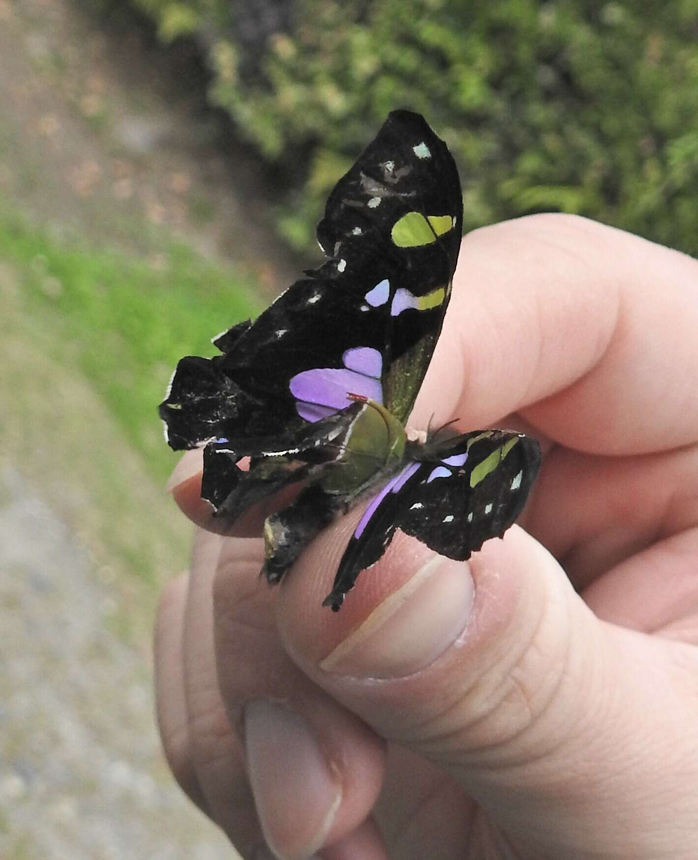 Image of Purple Spotted Swallowtail