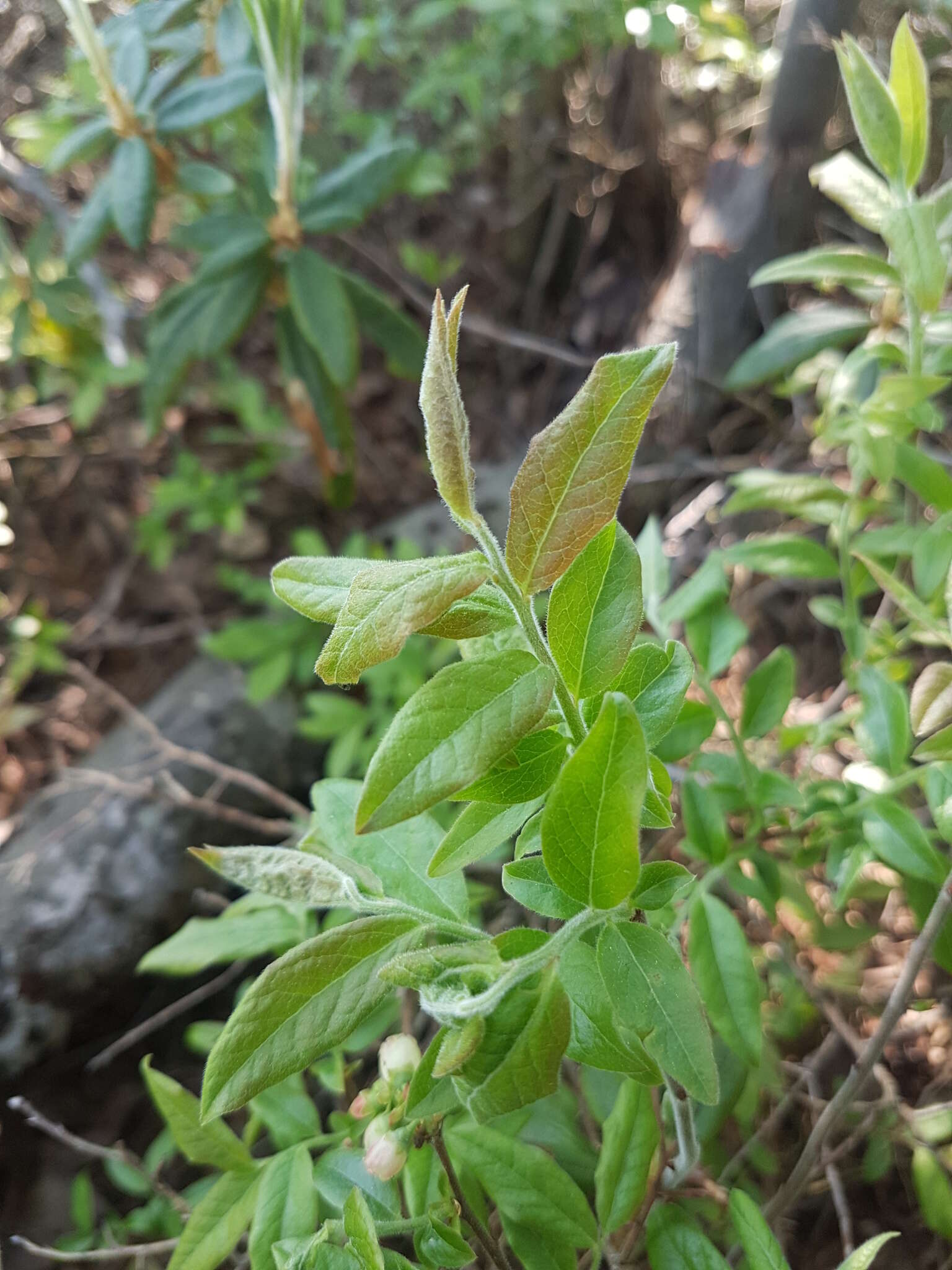 صورة Vaccinium myrtilloides Michx.