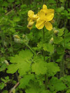 Image of celandine