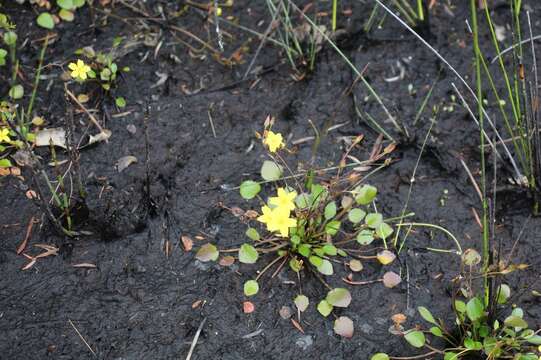 Image of Ornduffia parnassifolia (Labill.) Tippery & Les