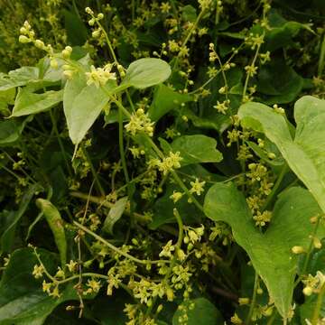 Image of Dioscorea communis (L.) Caddick & Wilkin