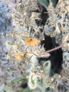 Image of prickly hawkweed